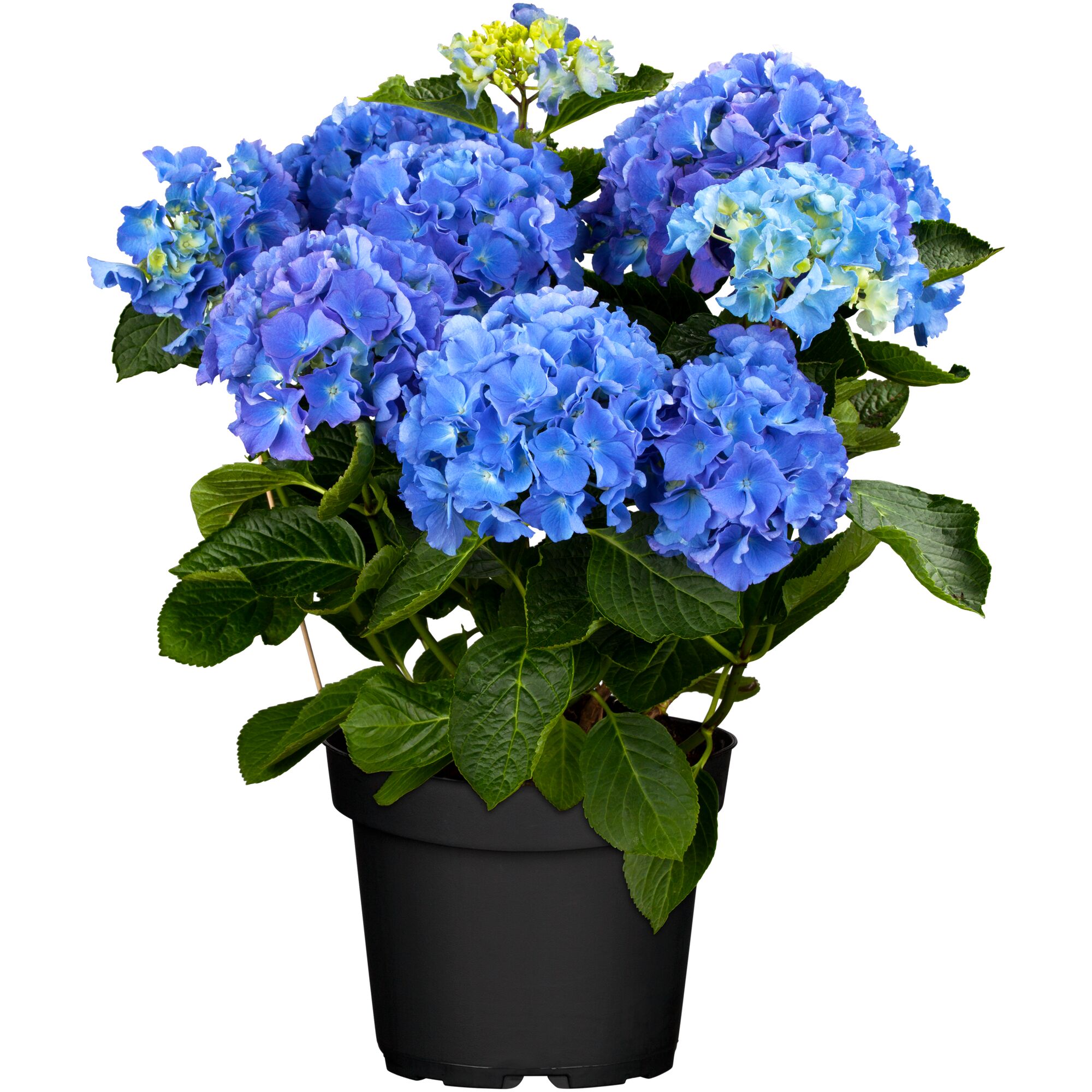 Blaue Hortensienpflanze im schwarzen Topf