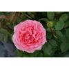 Rosa Duftrose der Sorte CLAUDIA ODENDAHL