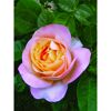 Duftrosen 'Isabelle Autissier', 21 cm Topf