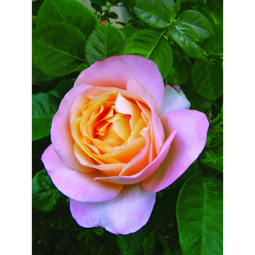 Duftrosen 'Isabelle Autissier', 21 cm Topf