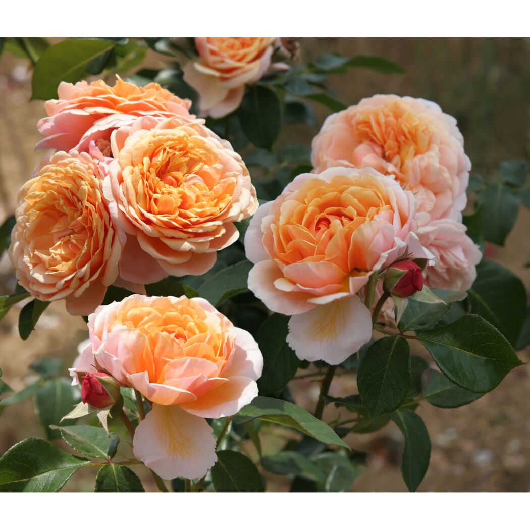Rosa Parfum d’Orleans, orange-rosa Rosenblüten
