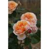 Rosa Parfum d’Orleans, Blüten in Apricot