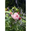 Duftrosen 'Schöne Maid', 21 cm Topf