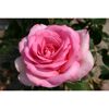 Duftrosen 'Sweet Parole', 21 cm Topf
