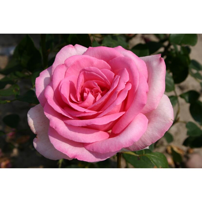 Duftrosen 'Sweet Parole', 21 cm Topf
