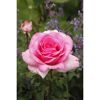 Duftrosen 'Sweet Parole', 21 cm Topf