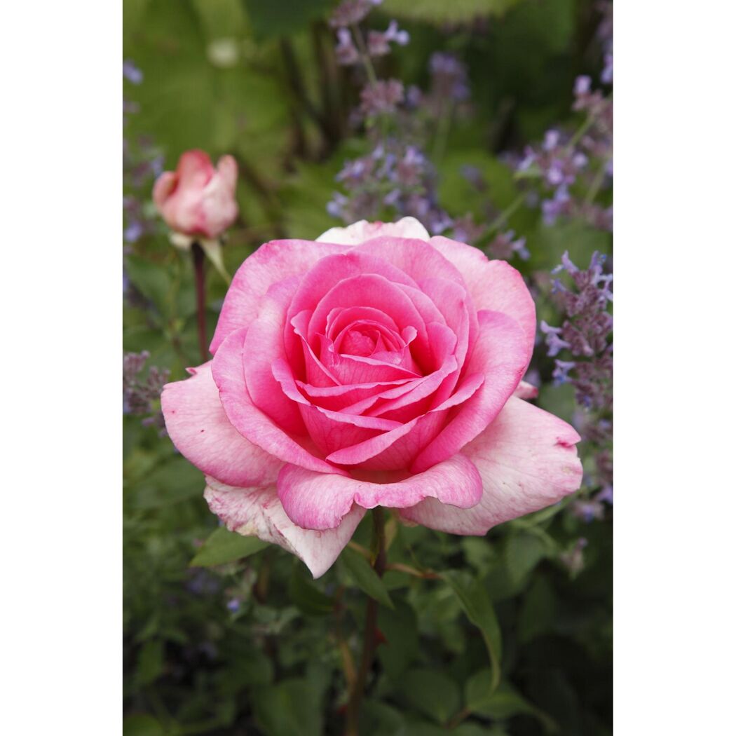 Duftrosen 'Sweet Parole', 21 cm Topf