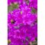 japanische Azalee 'Königstein', 21 cm Topf