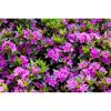 japanische Azalee 'Königstein', 21 cm Topf