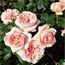 Edelrose 'Aphrodite', 21 cm Topf dreigestäbt