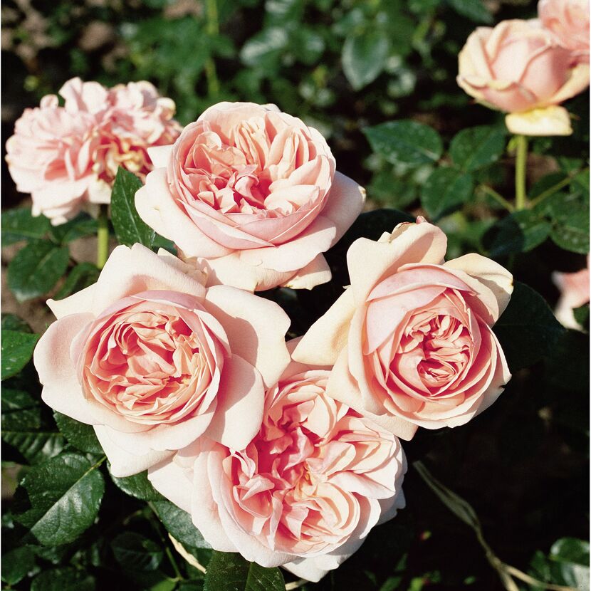 Edelrose 'Aphrodite', 21 cm Topf dreigestäbt