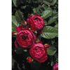 Edelrose 'Ascot', 21 cm Topf dreigestäbt