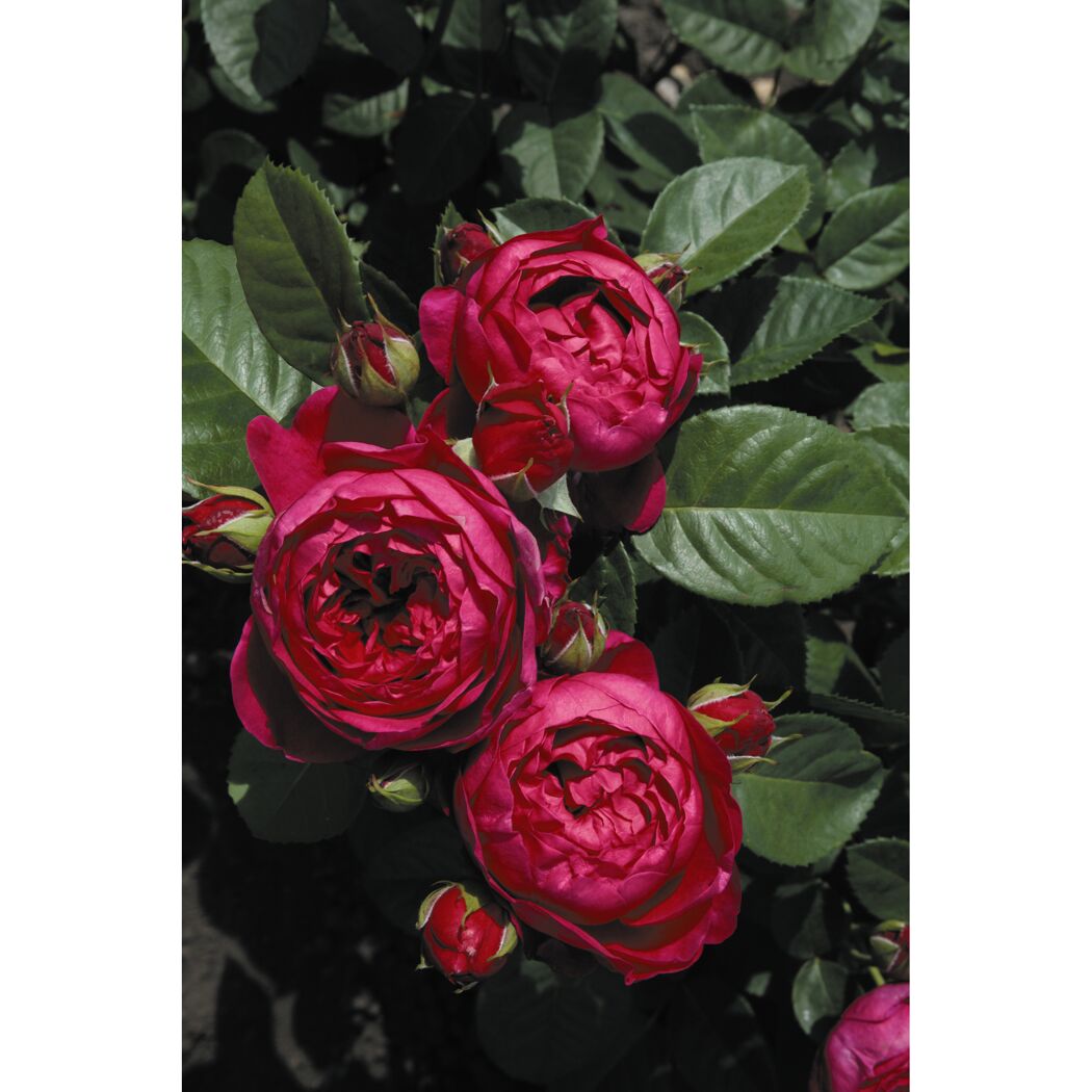 Edelrose 'Ascot', 21 cm Topf dreigestäbt