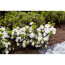 Verkleinertes Bild von japanische Azalee 'Schneeperle®', 21 cm Topf