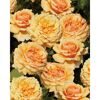 Edelrose 'Carl Nielsen™ HT Poulsen Poulht010', 21 cm Topf dreigestäbt
