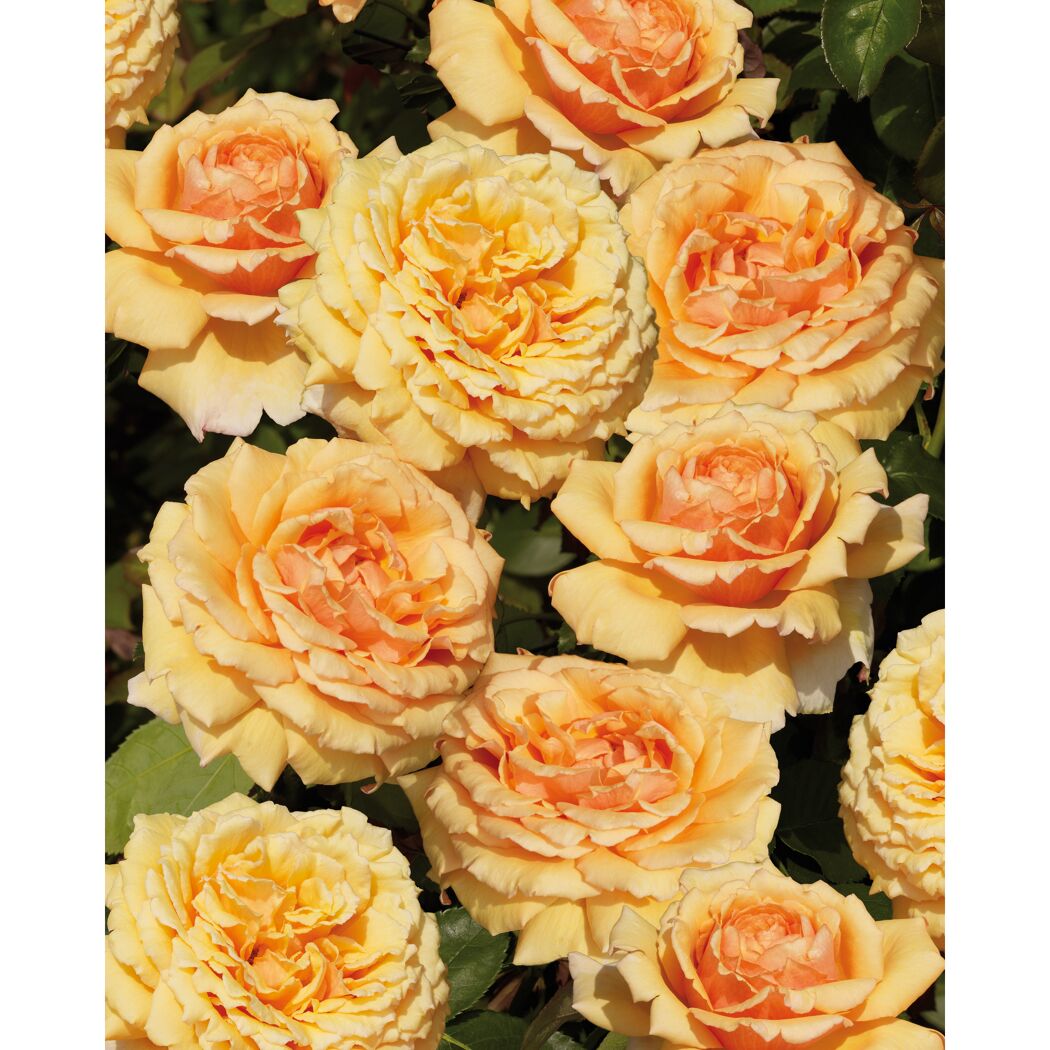Edelrose 'Carl Nielsen™ HT Poulsen Poulht010', 21 cm Topf dreigestäbt