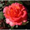 Edelrose 'Fairest Cape', 21 cm Topf dreigestäbt