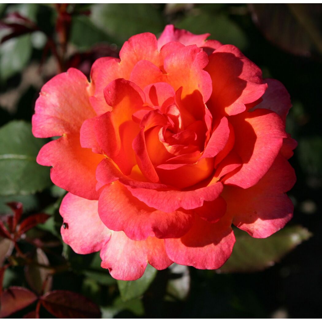 Edelrose 'Fairest Cape', 21 cm Topf dreigestäbt