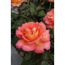 Edelrose 'Fairest Cape', 21 cm Topf dreigestäbt