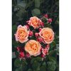 Edelrose 'Mary Ann', 21 cm Topf dreigestäbt