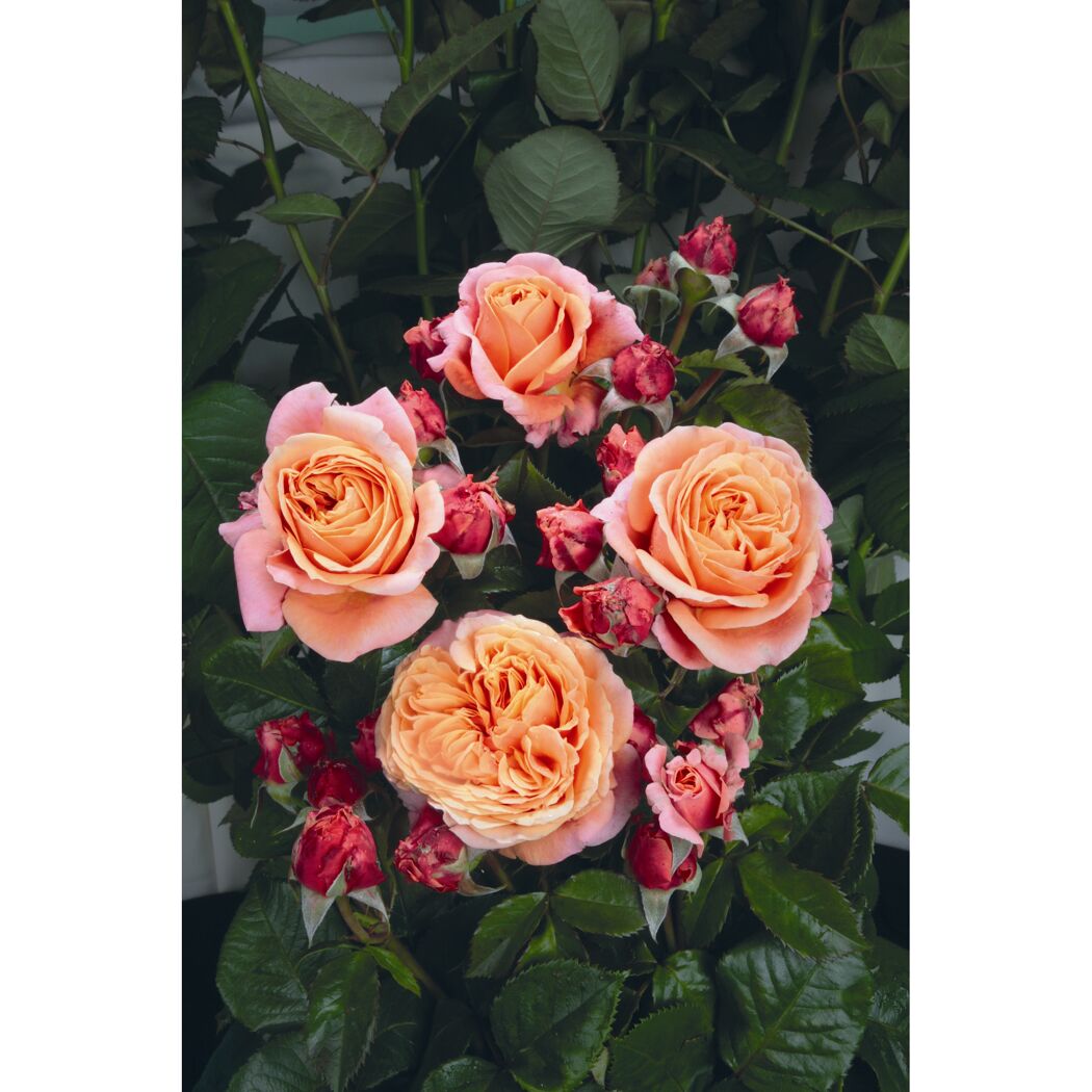 Edelrose 'Mary Ann', 21 cm Topf dreigestäbt
