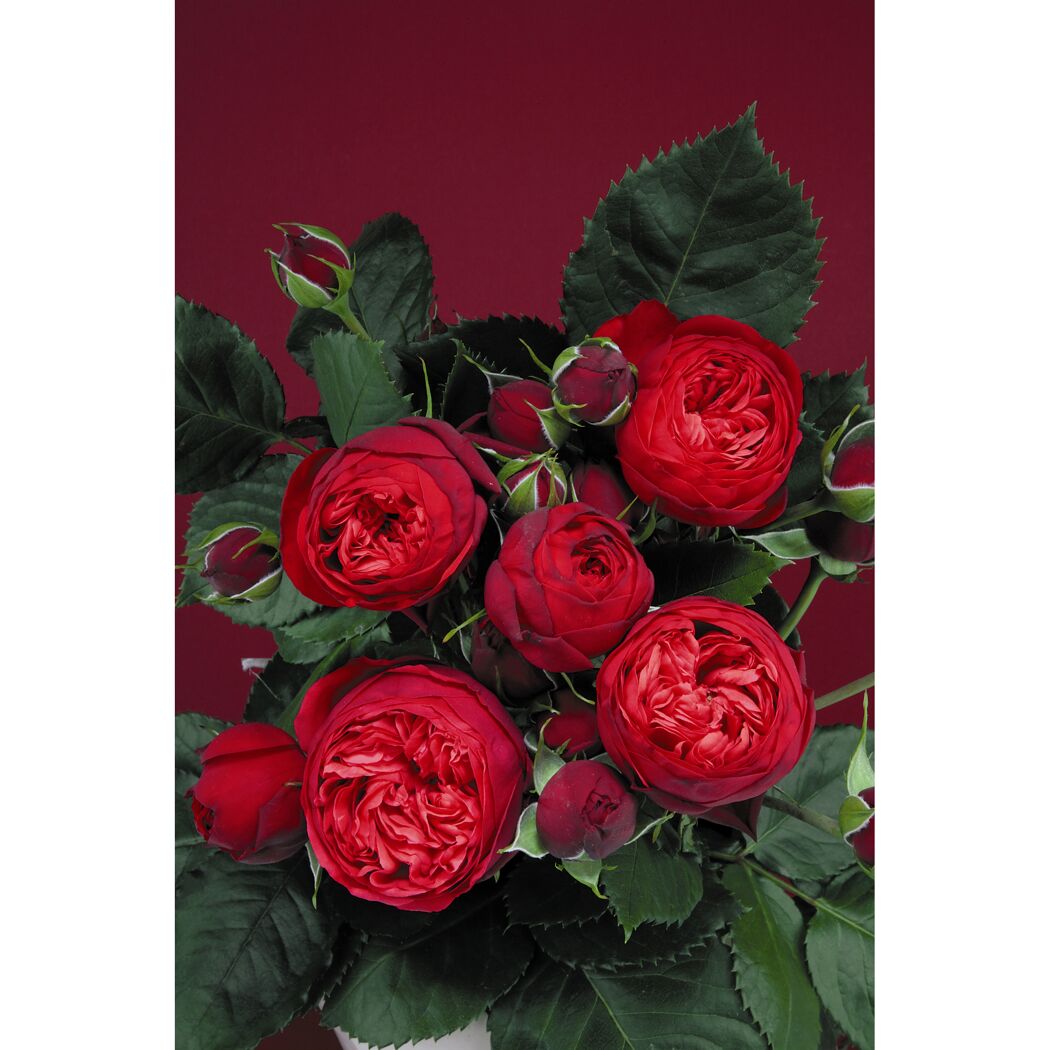 Edelrose 'Piano', 21 cm Topf dreigestäbt