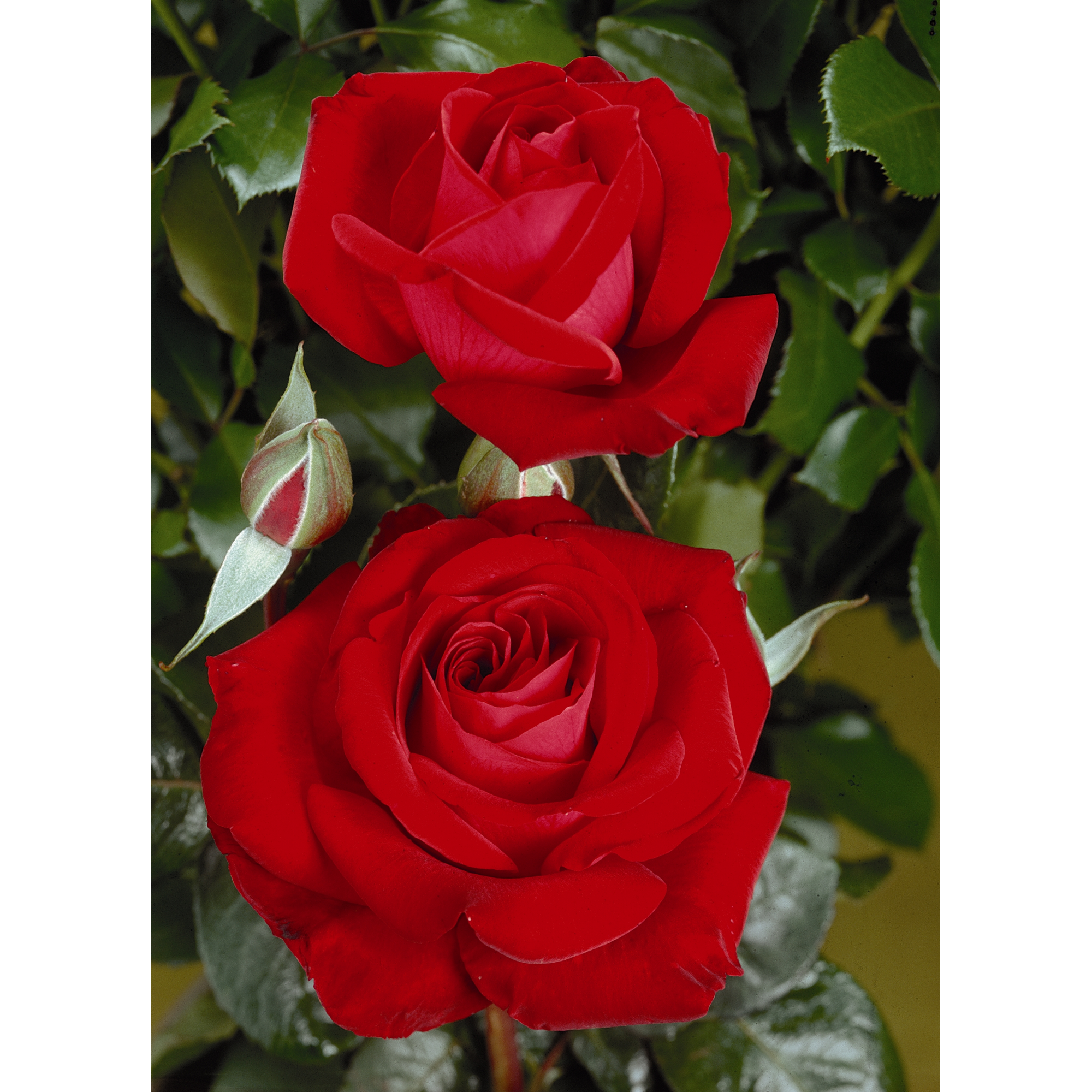Edelrose 'Red Brokat', 21 cm Topf dreigestäbt + product picture