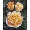Edelrose 'Scented Memory™ HT Poulsen Poulht002', 21 cm Topf dreigestäbt