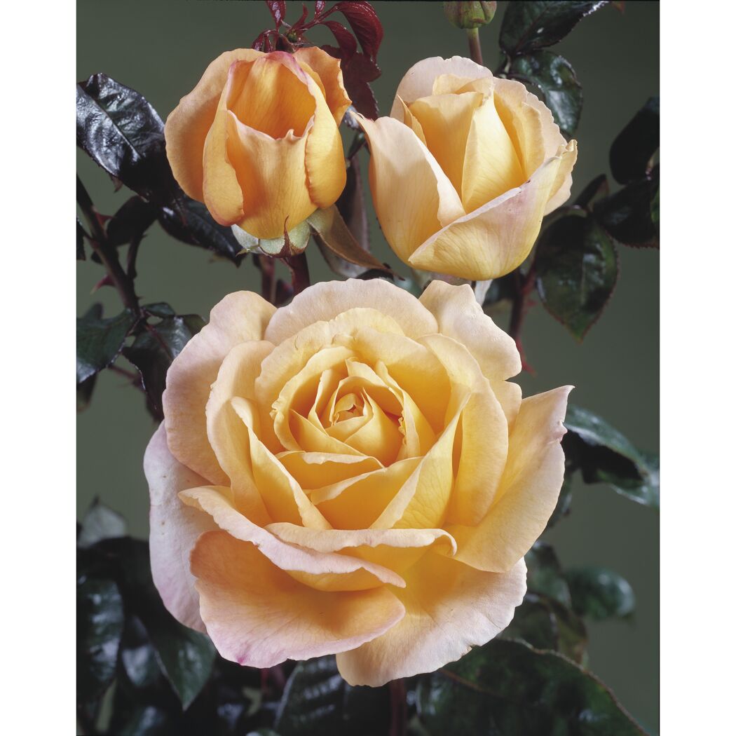 Edelrose 'Scented Memory™ HT Poulsen Poulht002', 21 cm Topf dreigestäbt