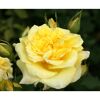 Edelrose 'Sterntaler', 21 cm Topf dreigestäbt