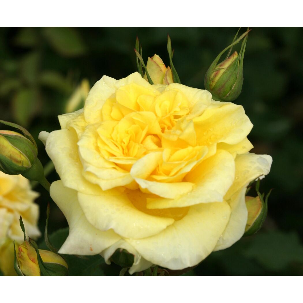 Edelrose 'Sterntaler', 21 cm Topf dreigestäbt
