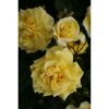 Edelrose 'Sterntaler', 21 cm Topf dreigestäbt