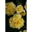 Edelrose 'Sterntaler', 21 cm Topf dreigestäbt