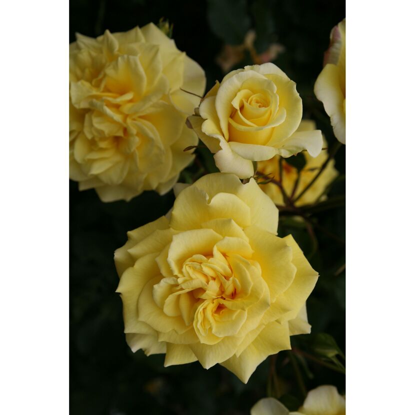 Edelrose 'Sterntaler', 21 cm Topf dreigestäbt