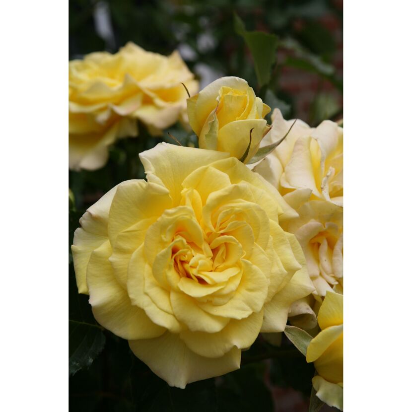 Edelrose 'Sterntaler', 21 cm Topf dreigestäbt