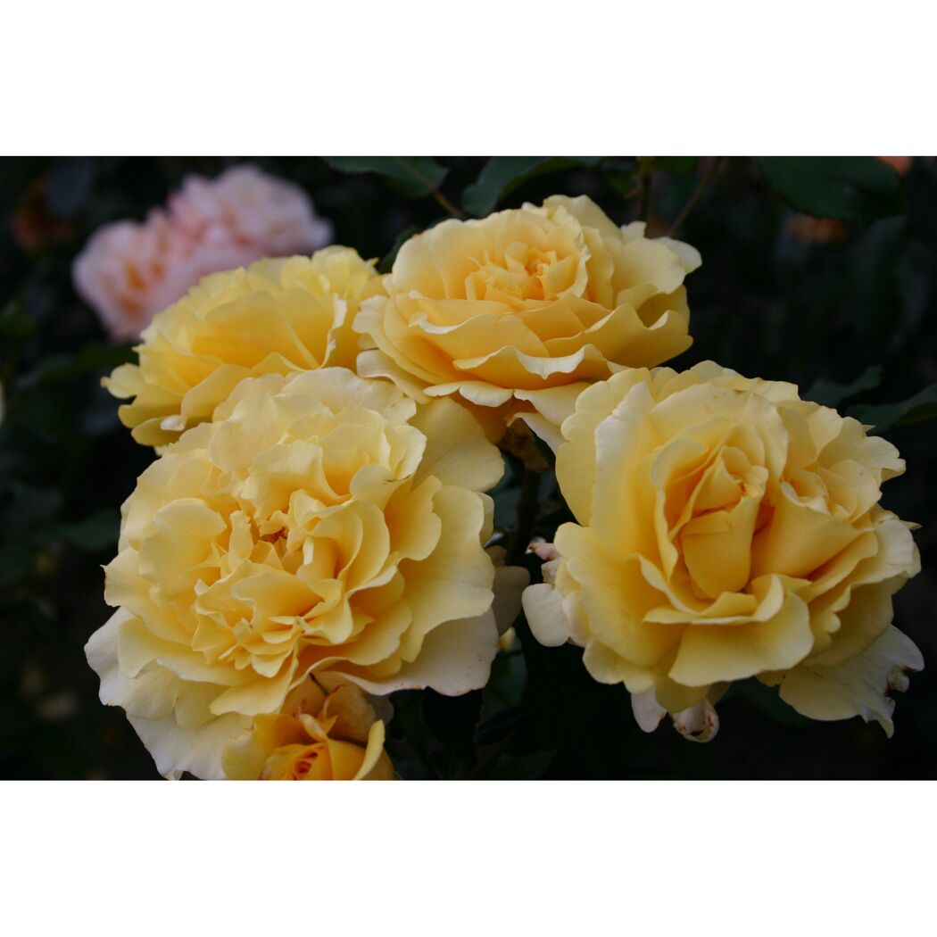 Edelrose 'Sunny Sky', 21 cm Topf dreigestäbt
