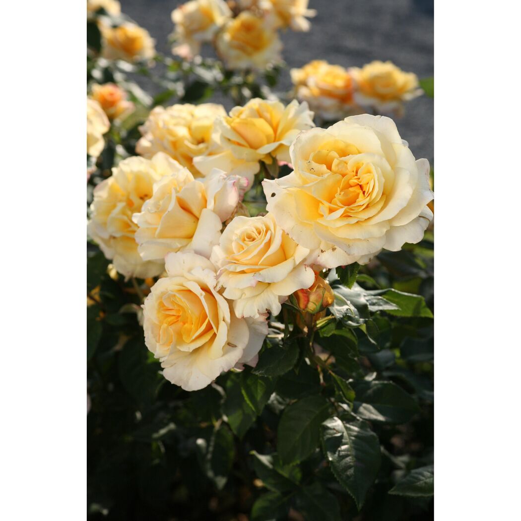 Edelrose 'Sunny Sky', 21 cm Topf dreigestäbt