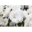 japanische Azalee 'Schneeperle®', 17 cm Topf