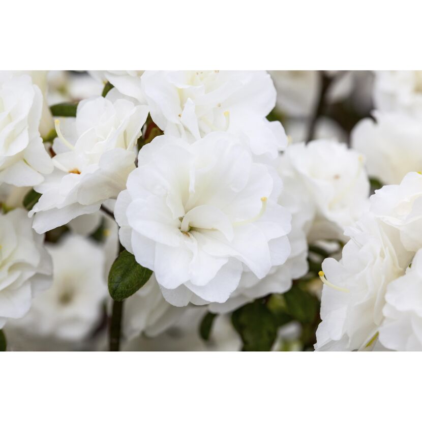japanische Azalee 'Schneeperle®', 17 cm Topf