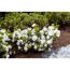 japanische Azalee 'Schneeperle®', 17 cm Topf