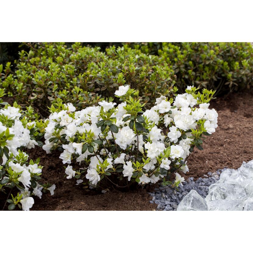 japanische Azalee 'Schneeperle®', 17 cm Topf