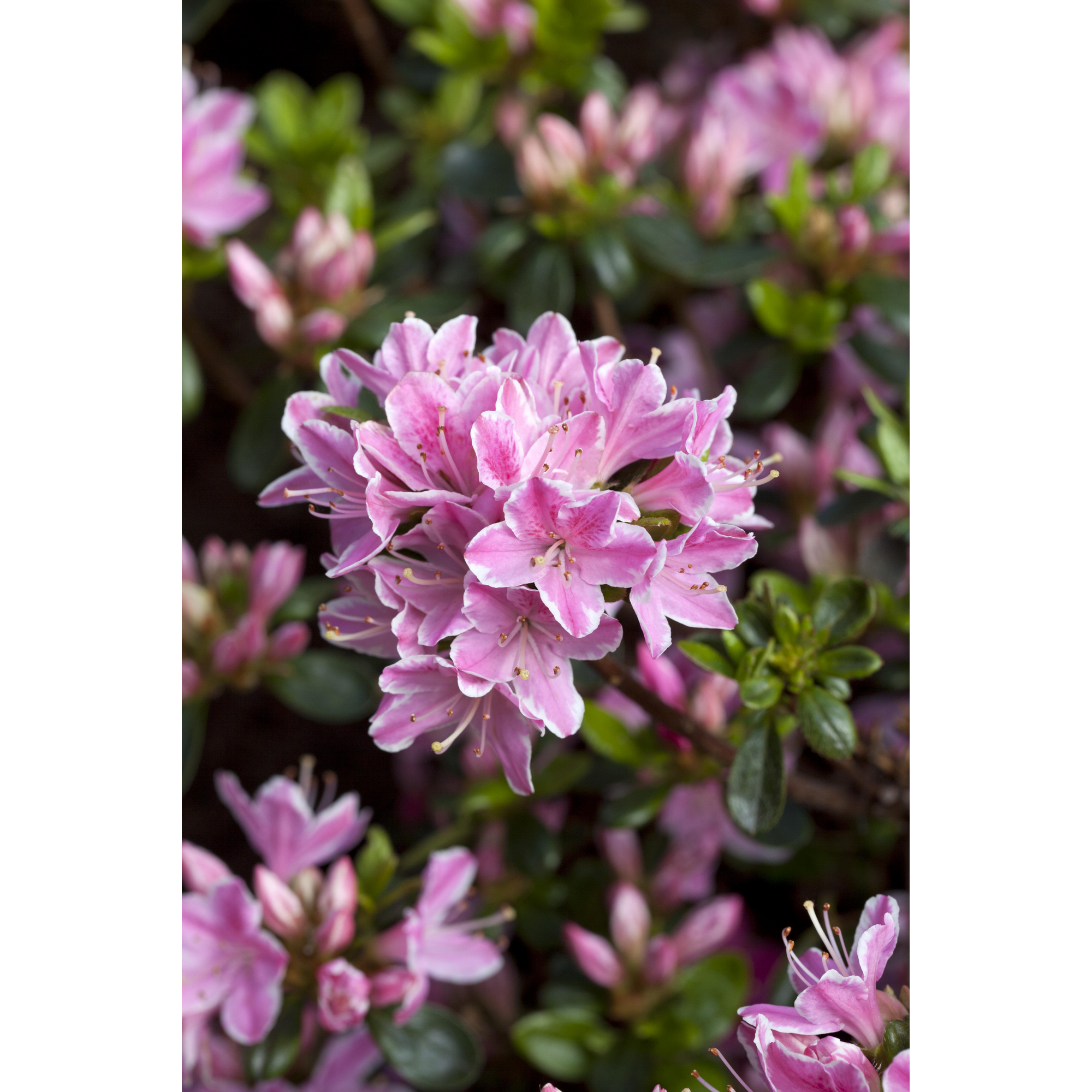 japanische Azalee 'Kermesina Rose', 17 cm Topf + product picture
