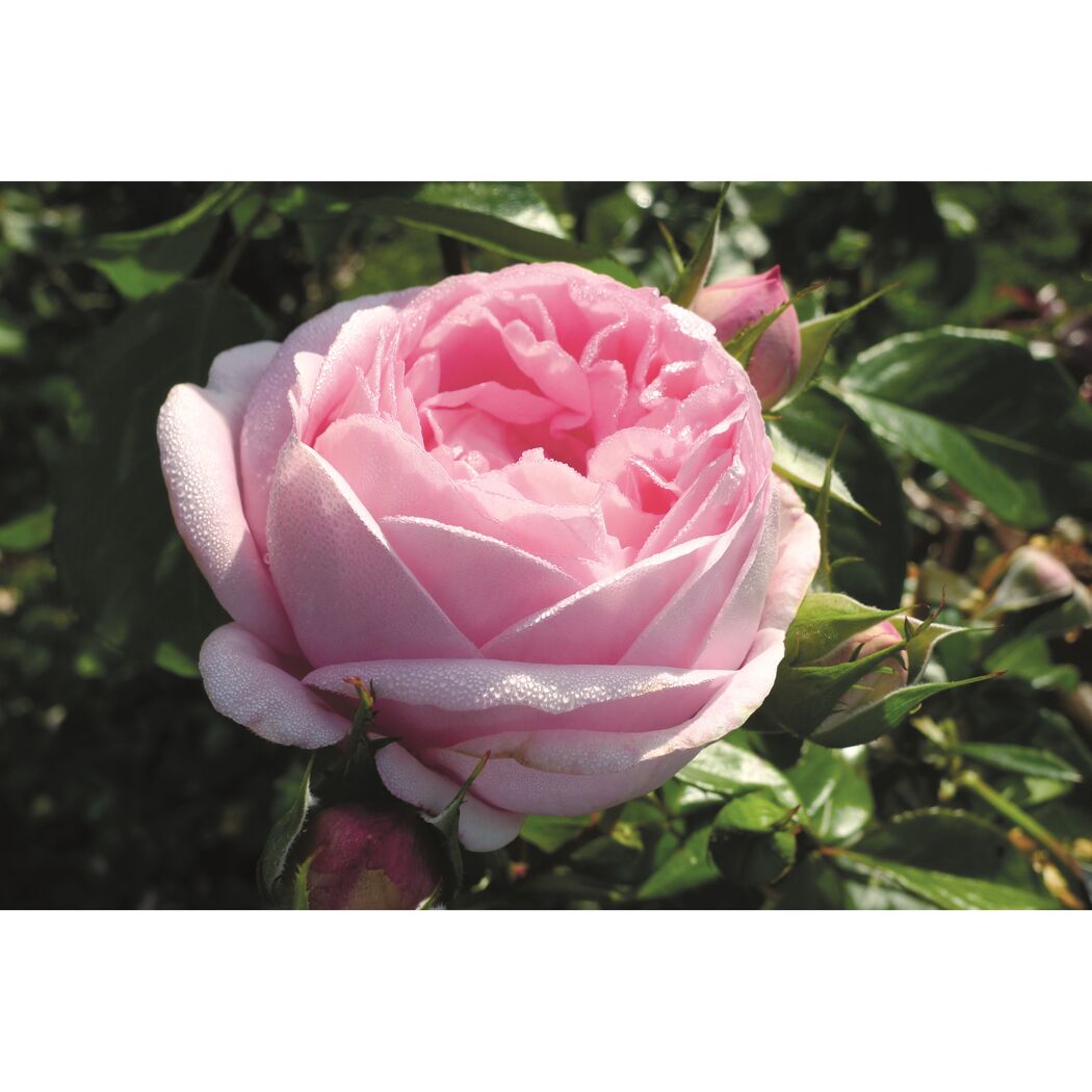 Edelrose 'Voyage®' 21 cm Topf
