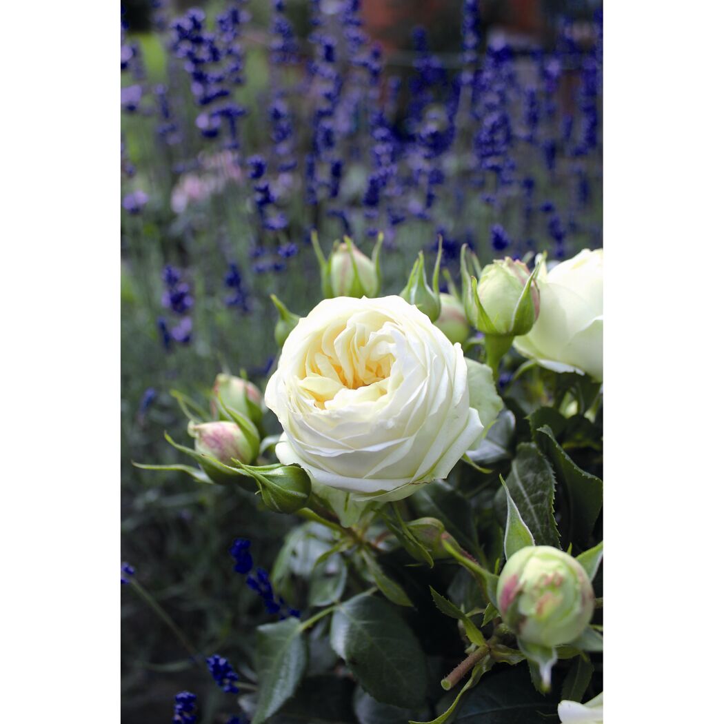 Edelrose 'Wedding Piano', 21 cm Topf dreigestäbt