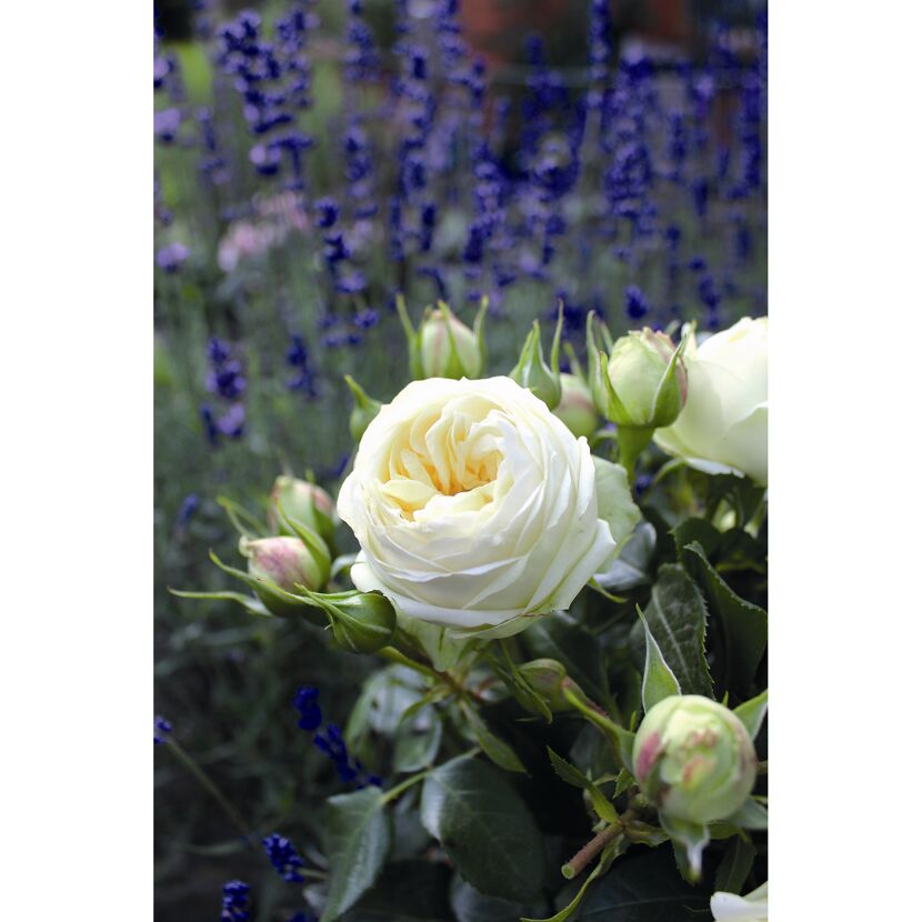Edelrose 'Wedding Piano', 21 cm Topf dreigestäbt