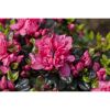 Nahaufnahme von rosa Azaleenblüten