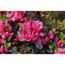 Nahaufnahme von rosa Azaleenblüten