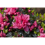 Verkleinertes Bild von japanische Azalee 'Rosinetta®', 17 cm Topf