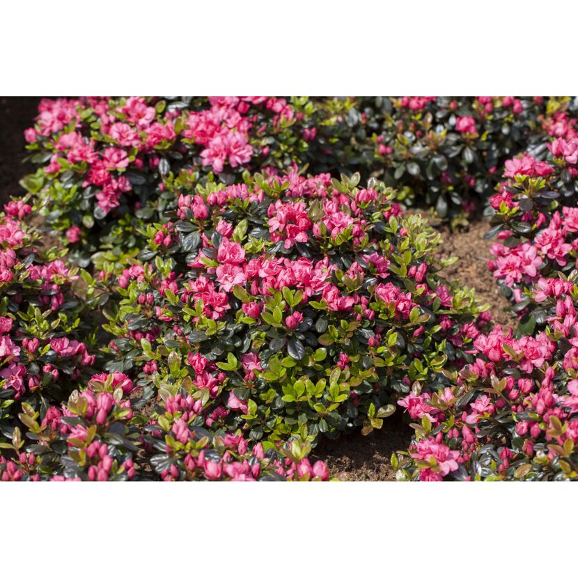 Rosa Azaleenblüten