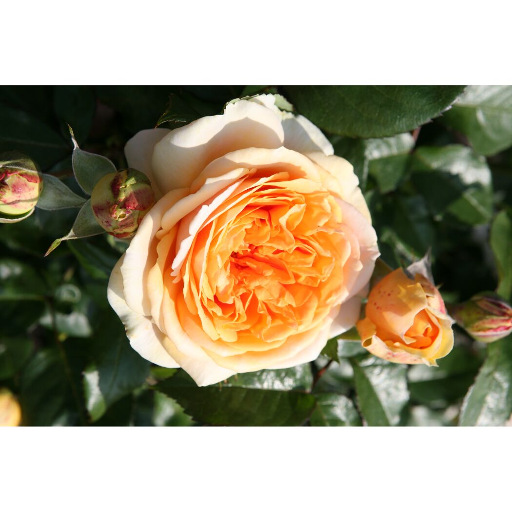 Beetrosen 'Chippendale Gold', 21 cm Topf dreigestäbt